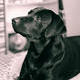 [immagini.4ever.eu] labrador nero.jpg